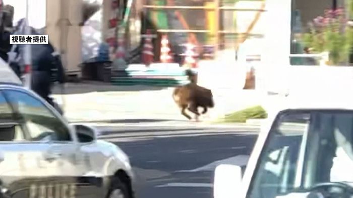イノシシ現る…住宅地で大捕物 熊本市