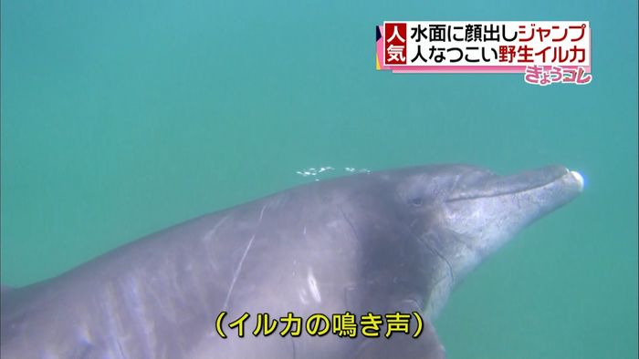 海岸に現れた人懐っこいイルカ… 人気者に