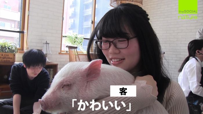 都内にマイクロブタカフェ誕生、評判は?