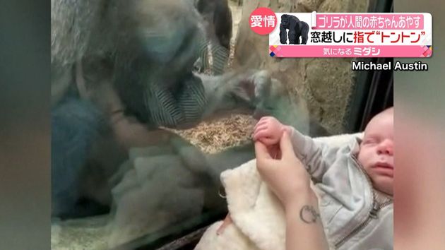 ゴリラが人間の赤ちゃんあやす アメリカ