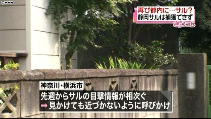 東京・板橋区と横浜市でサルが目撃される