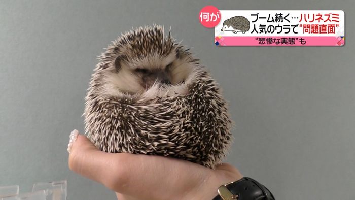 ハリネズミ人気の裏で…悲しい実態も
