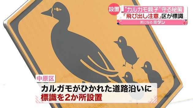 カルガモの親子 守りたい 地元住民の願いに自治体が動く