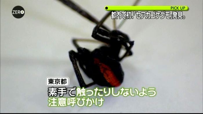 毒グモ「セアカゴケグモ」見つかる 都内初