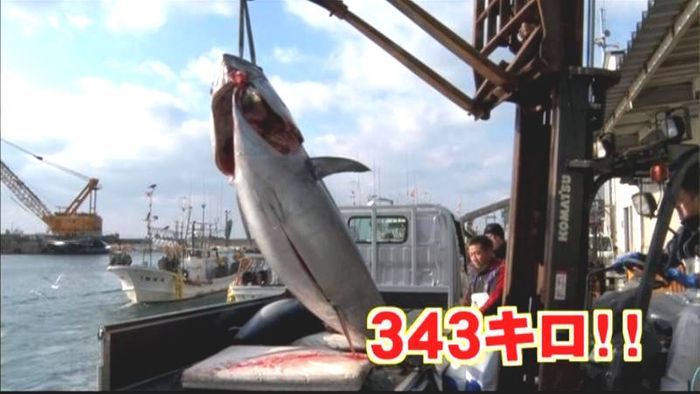 今年最高!343キロのマグロ水揚げ 大間