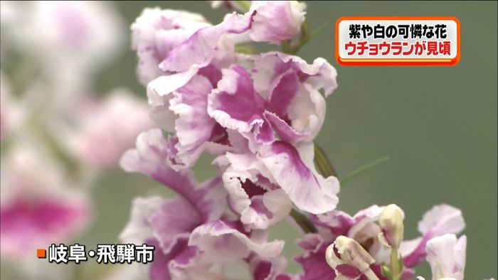 紫や白色の可憐な花“ウチョウラン”が見頃