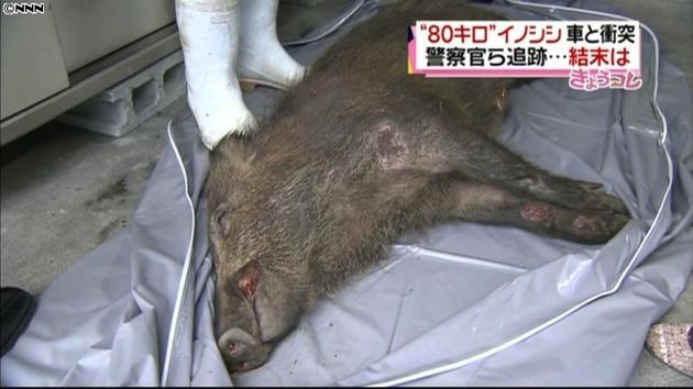 京都市内をイノシシ徘徊 追跡の末 捕獲