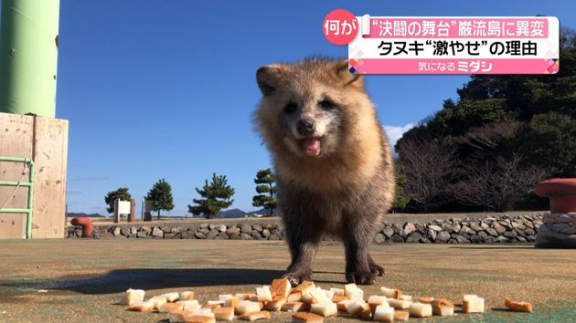 巌流島のタヌキ コロナで船出せずエサが