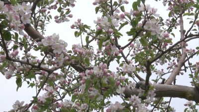 白い可憐な花楽しむ 弘前りんご花まつり