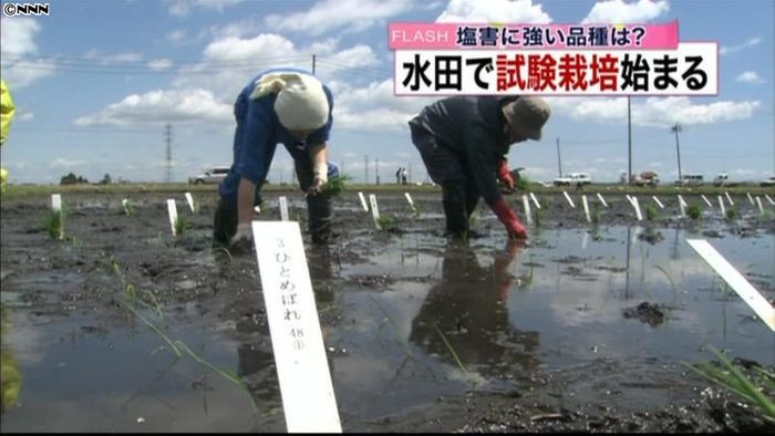 塩害に強い稲の品種探る栽培試験開始　仙台