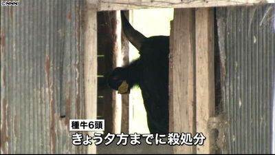 民間種牛６頭を殺処分 宮崎 高鍋町