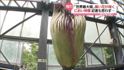 強烈なにおい 世界最大級の珍しい花が開花