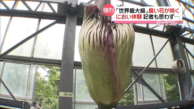 強烈なにおい 世界最大級の珍しい花が開花