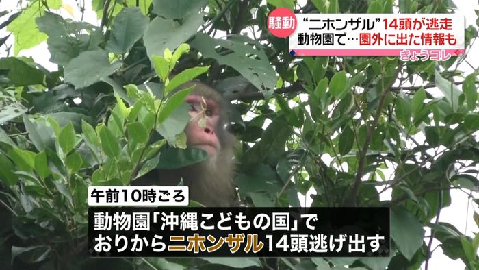 動物園のニホンザル14頭逃走 園外にも?