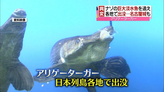 まるでワニ 各地で 巨大淡水魚 出没中