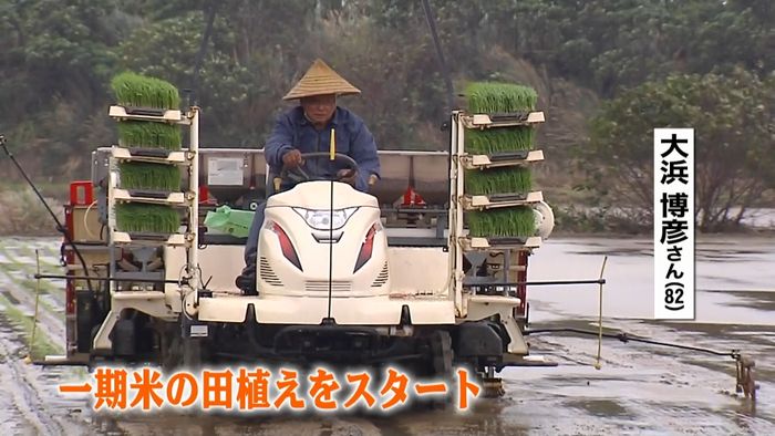 沖縄一の米どころ、石垣島で早くも田植え