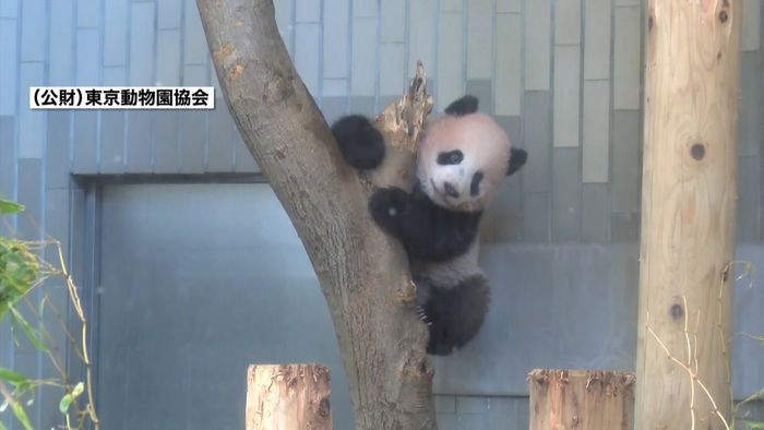 中国に返還 シャンシャンの飼育延長要請へ