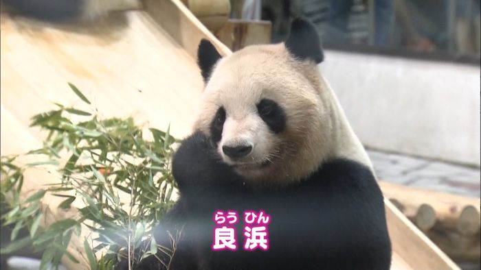 子育て上手、パンダ「良浜」15歳の誕生日