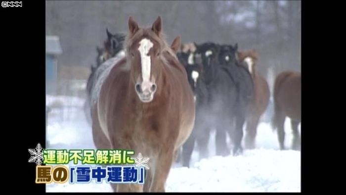 雪の牧場を元気良く…馬の雪中運動　北海道