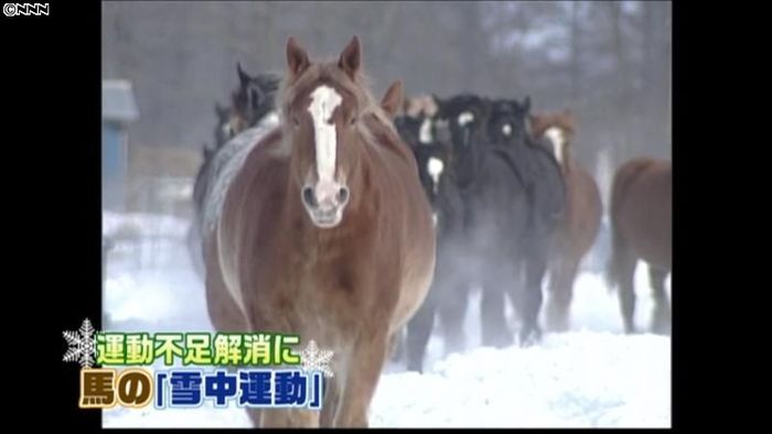 雪の牧場を元気良く…馬の雪中運動 北海道