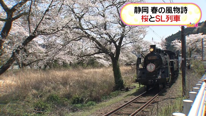 見ごろの桜とSL共演…平日は運休に