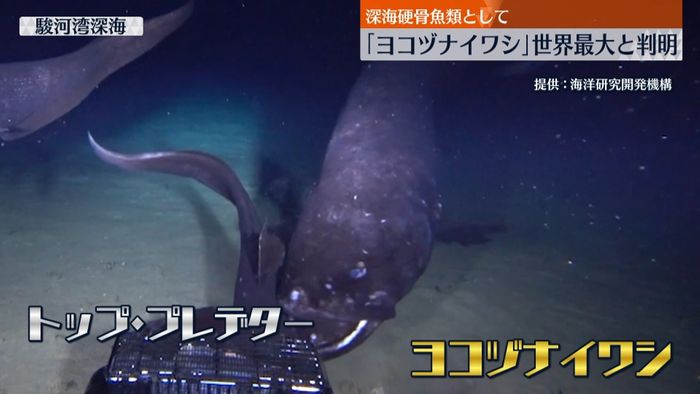 去年新種として報告「ヨコヅナイワシ」、硬い骨を持つ深海魚としては世界最大と判明