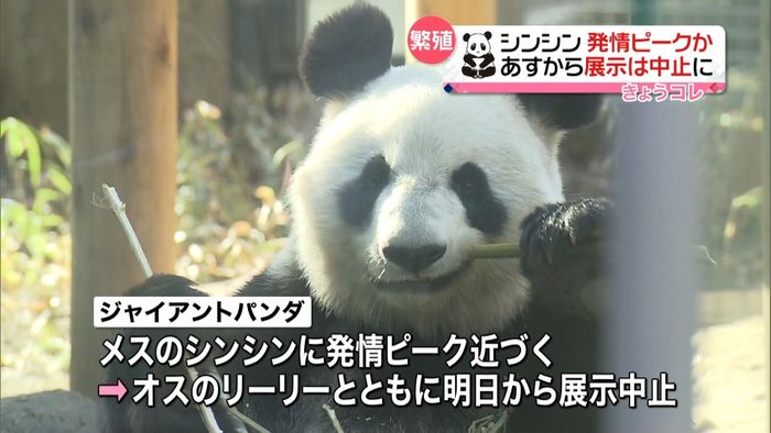 上野動物園のパンダ 繁殖に向け展示中止へ