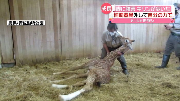 後ろ足に障害のあるキリンが歩行“初挑戦”