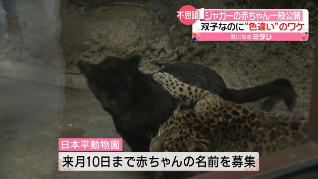 ジャガーの赤ちゃん一般公開 双子なのに ヒョウ柄 と 真っ黒