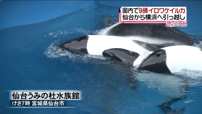 国内で9頭 イロワケイルカが引っ越し