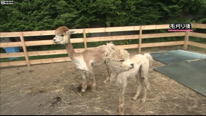 夏本番を前にアルパカの熱中症対策 飯綱町