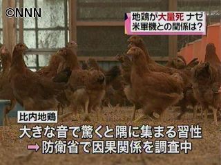 比内地鶏が大量死、米軍機の影響か 秋田