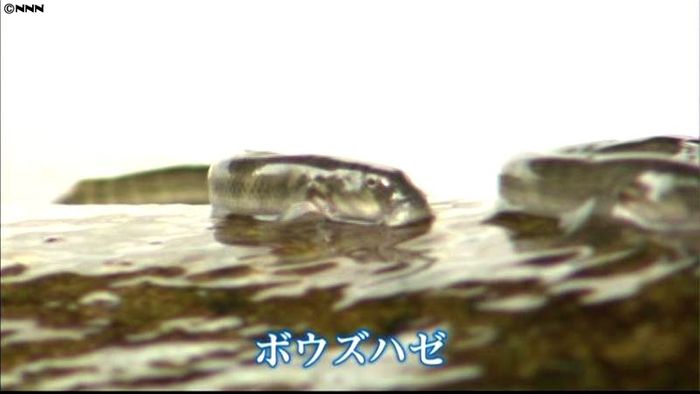 上流目指して一歩ずつ…ボウズハゼの岩登り