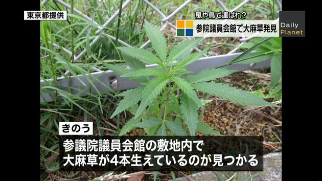 大麻草４本 参議院議員会館の敷地内に