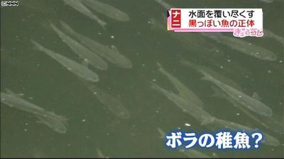 川を覆い尽くす黒い魚 正体は 東京 川を覆い尽くす黒い魚 正体は 東京