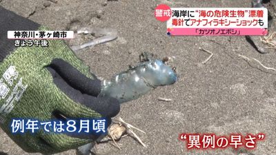 神奈川の海岸に 海の危険生物 カツオノエボシが大量漂着