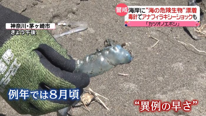 神奈川の海岸に“海の危険生物”カツオノエボシが大量漂着