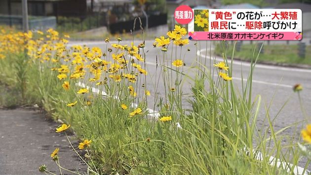 長野県も悩む 黄色い花の大繁殖 駆除は