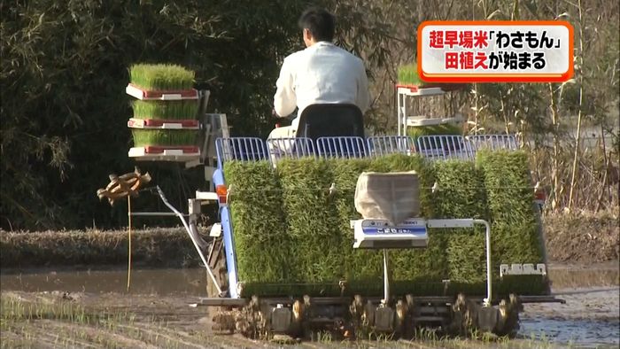 超早場米「わさもん」の田植え始まる 天草