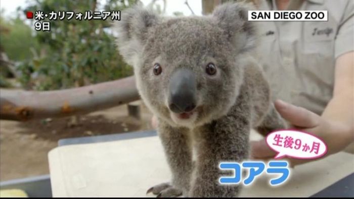 コアラの赤ちゃん、すくすく成長中 米
