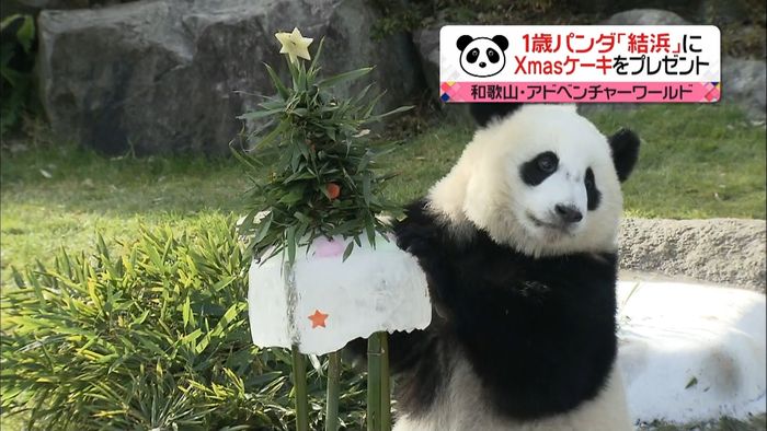 パンダ「結浜」にXマスケーキをプレゼント