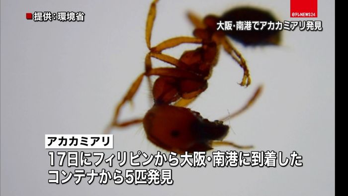 毒アリ「アカカミアリ」 大阪で初めて確認