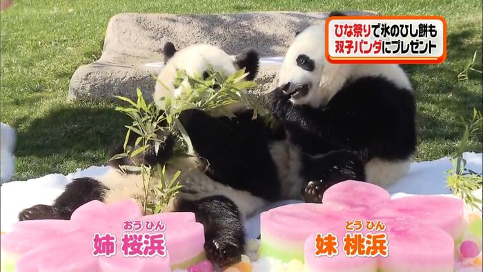 ひな祭り 双子の姉妹パンダもお祝いもらう