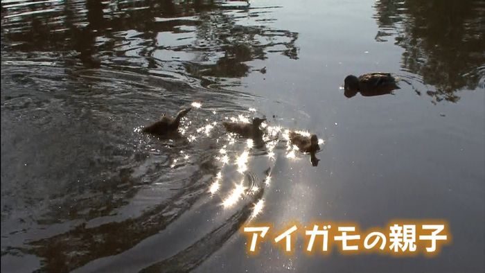池の葉っぱの上をアイガモの子が…人気者に