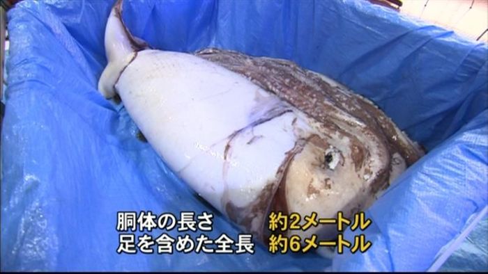 「ダイオウイカ」新湊漁港で4回目の水揚げ