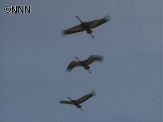 ツルの北帰行、最も早く 鹿児島・出水市