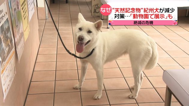 日本古来の 紀州犬 絶滅の危機 のワケ 日本古来の 紀州犬 絶滅の危機 のワケ