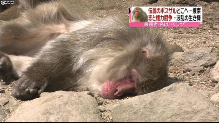“伝説のボスザル”行方不明で捜索 大分