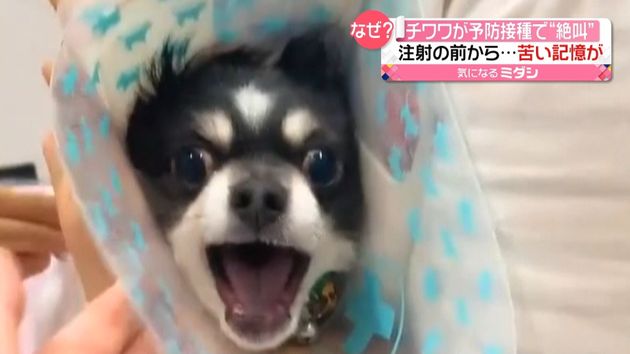 注射しようとすると絶叫 犬の動画話題に