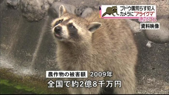 ブドウ園でアライグマ対策 捕獲器を設置
